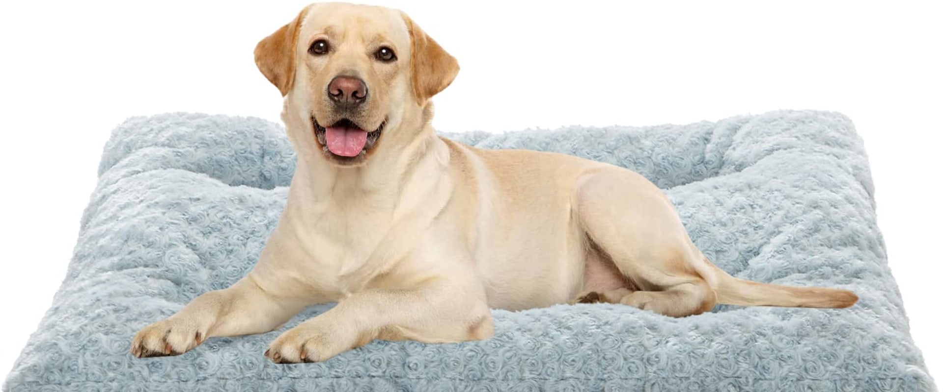 What's the Best Orthopedic Bed for Your Dog?