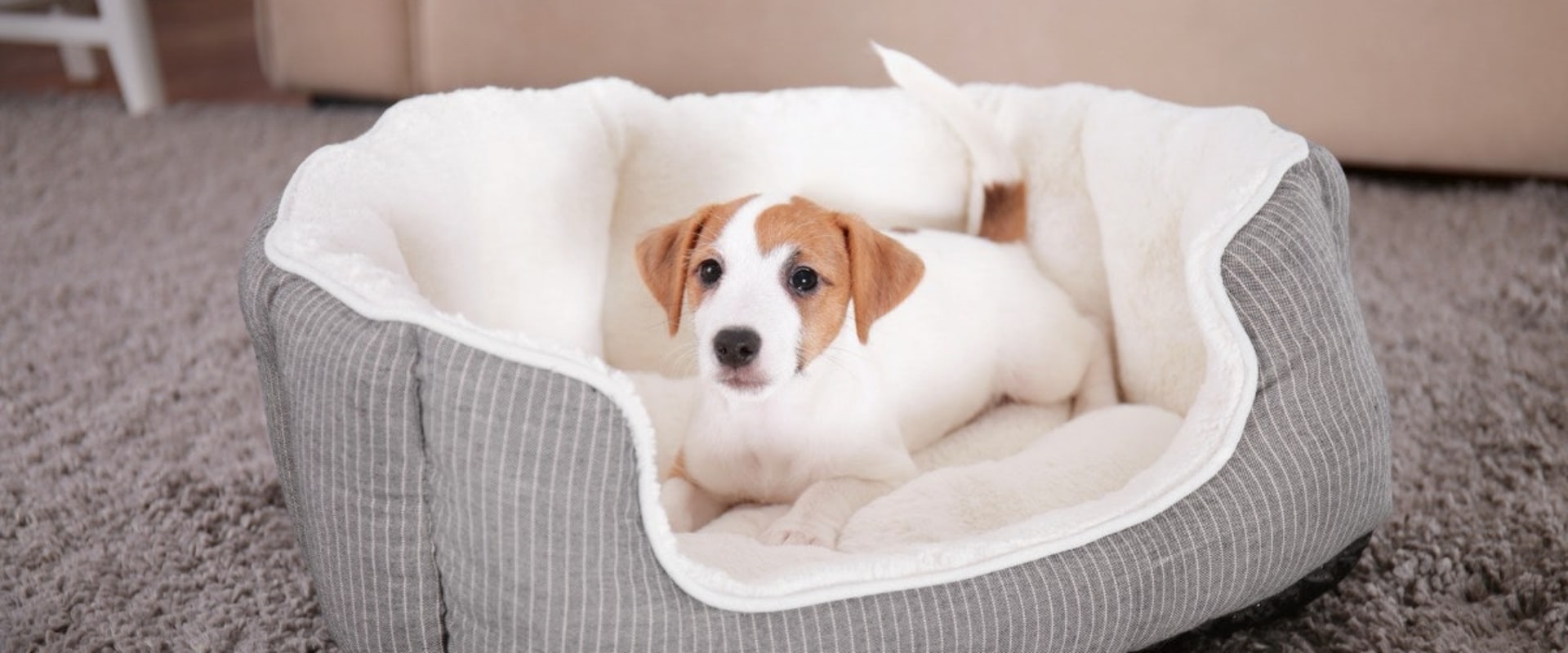 Are Orthopedic Pet Beds Easy to Clean?