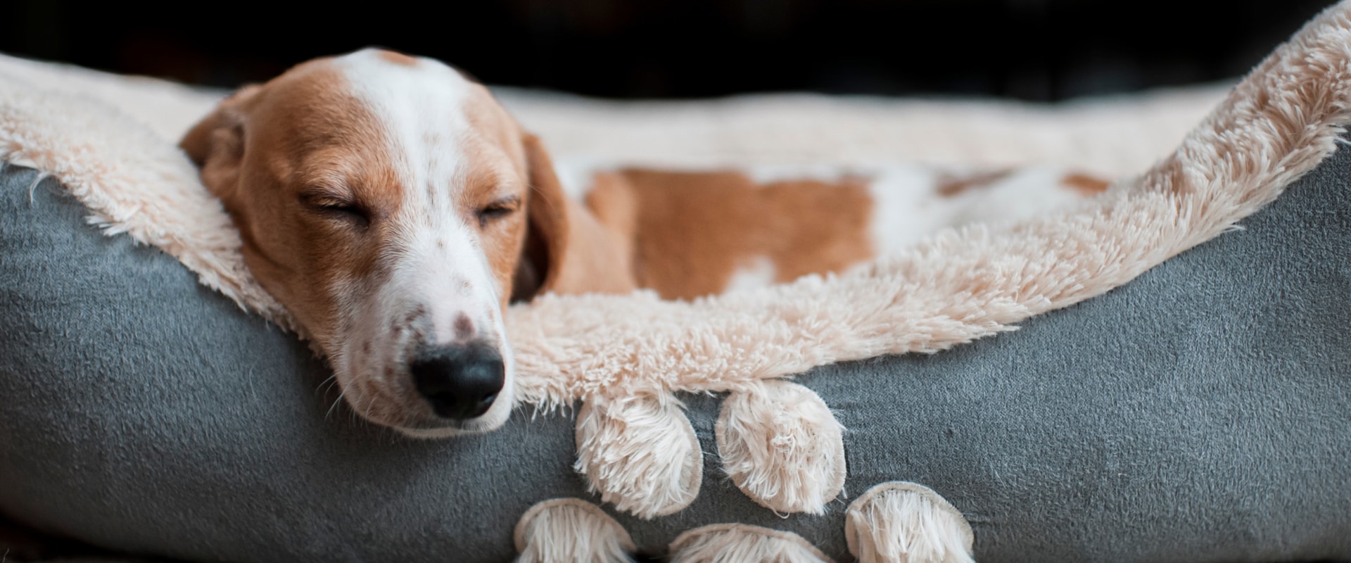 Alternatives to Orthopedic Pet Beds for Pets with Joint Pain