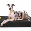 Are Orthopedic Pet Beds Recommended for Older Pets?