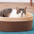 Can Orthopedic Pet Beds Be Used for Cats and Dogs?