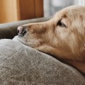 Ease Your Senior Dog's Discomfort: The Benefits of a TopDogBed Orthopedic Pet Beds