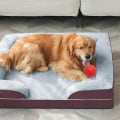 Are Orthopedic Pet Beds Worth It?