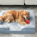 Do orthopedic dog beds make a difference?