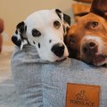 Can Orthopedic Pet Beds Help Pets with Back Problems?