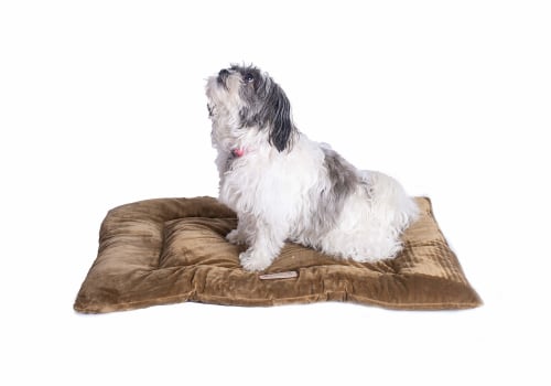 Is an Orthopedic Pet Bed Right for Your Pet?