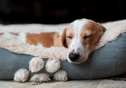 Alternatives to Orthopedic Pet Beds for Pets with Joint Pain
