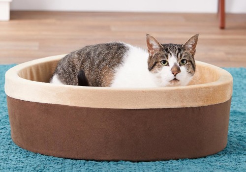 Can Orthopedic Pet Beds Help with Arthritis in Pets?