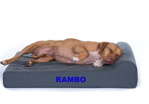 Are Orthopedic Beds Good for Dogs?