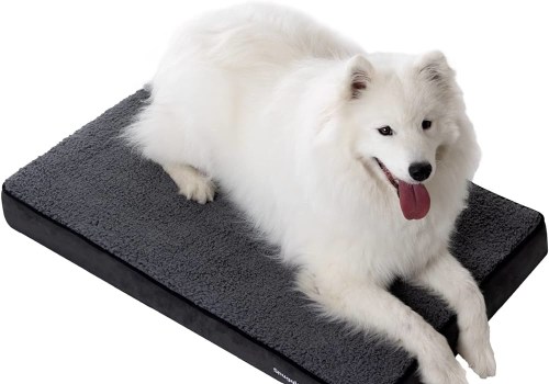 Can Orthopedic Pet Beds Help Pets Recovering from Surgery or Injuries?